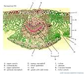 10_Nerium x100_labels.jpg